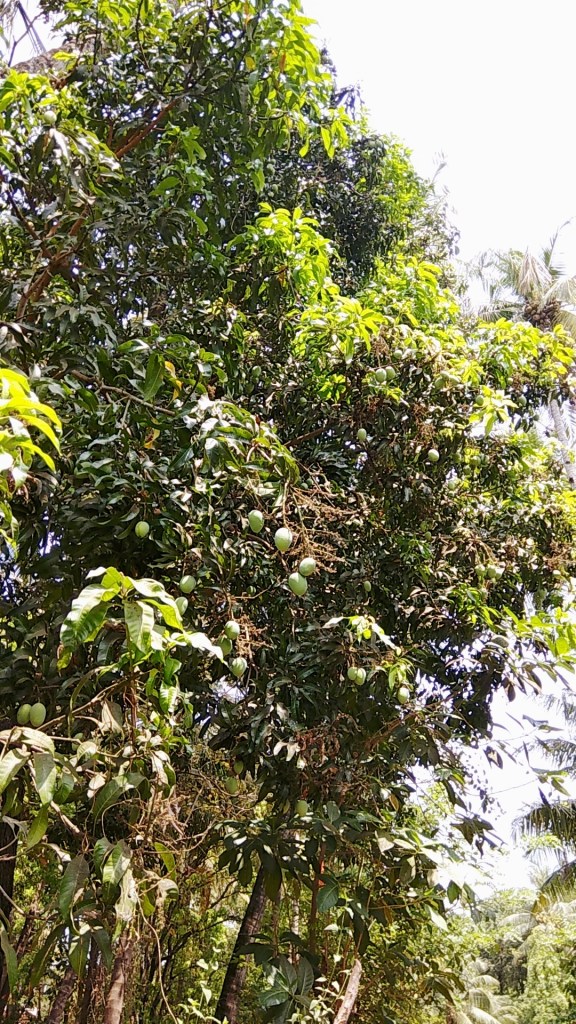 Mango Tree