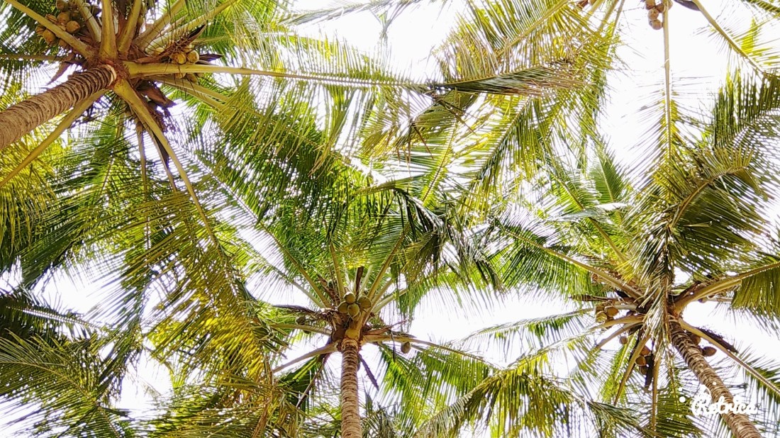 Coconut trees